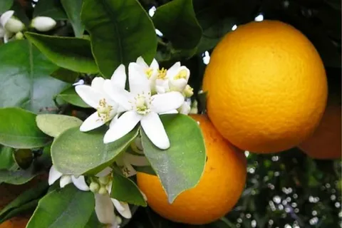 تصویر 3 از خرید شربت عرق بهار نارنج + قیمت فروش استثنایی